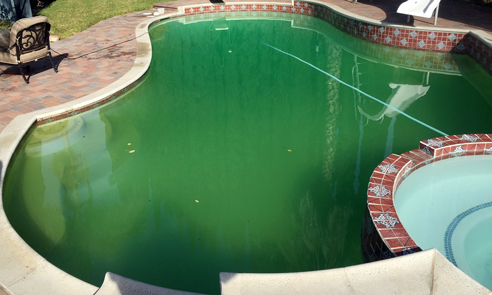 Pool with algae